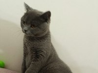 Uygun sahiplendirme british shorthair