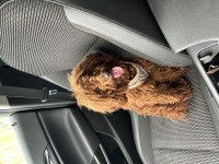 10 aylık toy poodle
