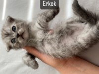 Scottish fold kedilerim yeni yuvalarını arıyorlar