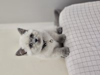 Blue point british shorthair kızımız yeni ailesini arıyor