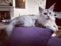Safkan maine coon - Tecrübeli ömürlük aileler aranıyor