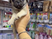 Pug Bebekler