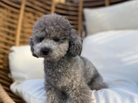 Original toy poodle yavrularımız özel renk