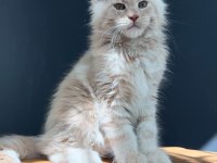 Üst kaliteli erkek maine coon