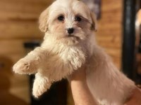 MİNİK BOY MALTİPOO, AL SATÇI DEĞİLİZ KENDİ BEBEKLERİMİZ