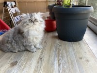 3 Aylık Dişi Chinchilla