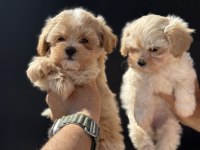 Ruhsatlı çiftlikde ziyarete açık kore maltipoo