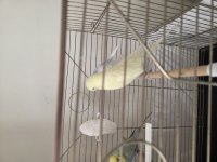 2 yetişkin 1 yavru dişi 2 yetişkin erkek muhabbet