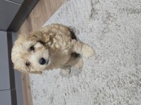 Maltipoo 2 aylık dişi ve erkek
