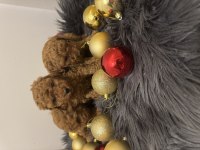 Orijinal toy poodle bebeklerimiz