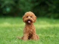 Toy poodle dişi ve erkek Yavrularımız