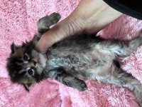 Bizi Bilen Bilir Big Calw Maine Coon