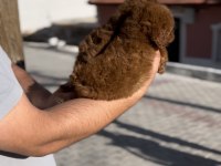Minik poodle bebekler yeni yuvalarına gitmeye hazır