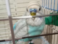 MUHABBET KUŞU