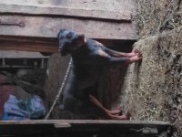 Eğitilmeye hazır yavru rottweiler