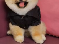 İzmir dişi eş pomeranian çiftleştirme ilanıdır