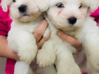 Maltese terrier dişi bebişler
