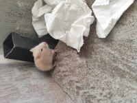 Hamster Yavruları Sahiplendirme
