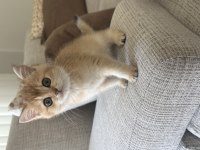 British Shorthair Golden