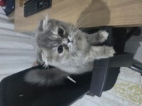 Irkı harika bir kedidir