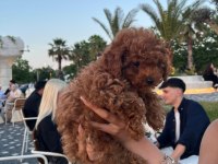 Kore poodle 2 aylık