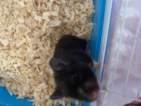 Yavru hamster