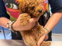 2.5 aylık erkek toy poodle
