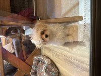 4 aylık maltipoo