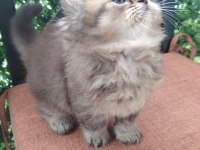 Şecereli soydan british longhair bebeklerimiz