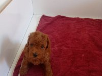 Red brown erkek toy poodle yavrularımız