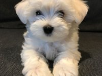 MALTİPOO YAVRULAR ACIK VE ESMER RENK ÇEŞİTLERİ