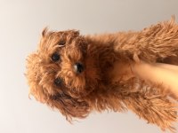 4 aylık toy poodle erkek