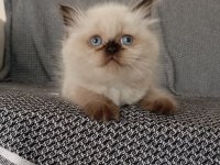 Mavi gözlü dişi british longhair