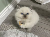 British longhair 50 günlük