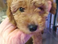 Red Toy Poodle