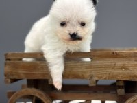 Ufak bebekler pomeranian