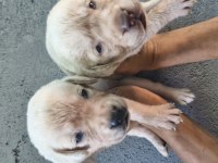 Labrador yavrularımız