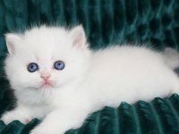 Kar gibi Beyaz Silver British Shorthair 