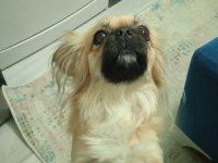 Dişi köpeğimiz 3.5 yaşında kızımız
