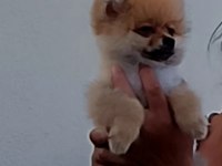 Yer sıkıntısından 3 aylık pomeranian uygun fiyat vereceğim