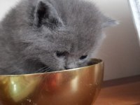 Anne Persian baba chinchilla