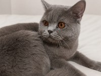 British Shorthair Erkek