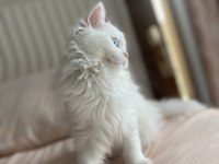British Longhair Kızımıza Yeni Yuva Arıyoruz