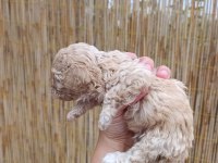 Sağlık Garantili, Üst Kalite Maltipoo Yavrular