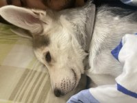 6 AYLIK HUSKY