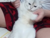 British shorthair 2 yaşında