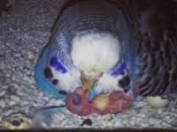 KONUŞAN BEBEK MUHUBBET KUŞLARI ELİMZDE HERZAMAN MEVCUTTUR