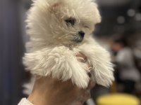 Teacup Maltese