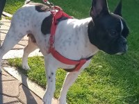 2 YAŞINDA DİŞİ FRENCH BULLDOG