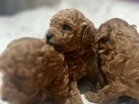 Poodle yavrular